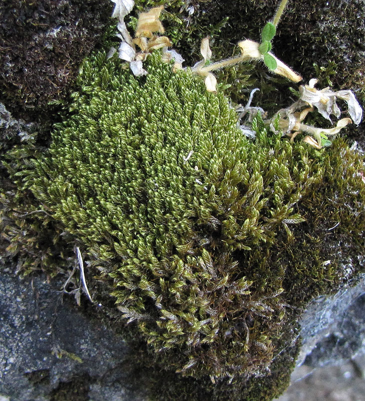 Hypnum vaucheri
